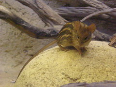 Lemniscomys barbarus