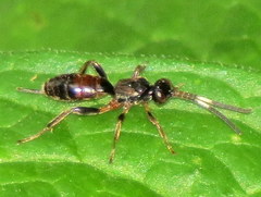 Pleolophus indistinctus