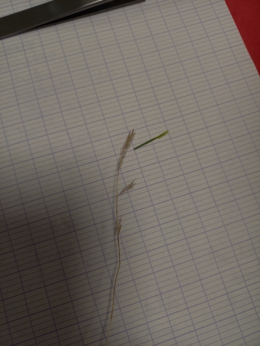 Festuca marginata, photograph 2