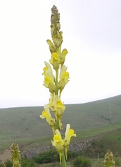 Linaria macroura
