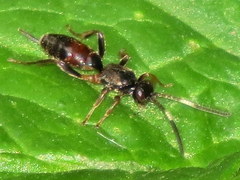 Pleolophus indistinctus