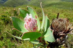 Protea speciosa