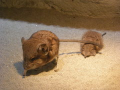 Macroscelides proboscideus