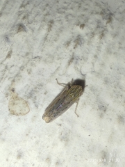 Cicadellidae