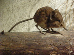 Macroscelides proboscideus