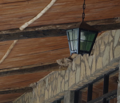 Ptyonoprogne fuligula