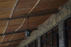 Ptyonoprogne fuligula