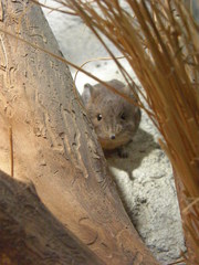 Macroscelides proboscideus