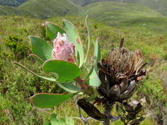 Protea speciosa