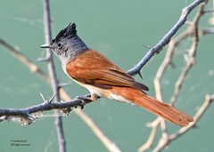 Terpsiphone paradisi