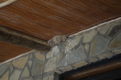 Ptyonoprogne fuligula