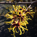 Japanese Witch-Hazel - Photo (c) Zack, some rights reserved (CC BY-NC), uploaded by Zack