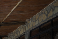 Ptyonoprogne fuligula