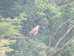 Milvus migrans lineatus