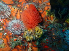 Protula bispiralis