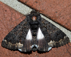 Catephia alchymista