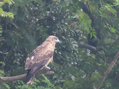 Milvus migrans lineatus