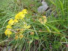 Bupleurum ranunculoides