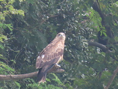 Milvus migrans lineatus