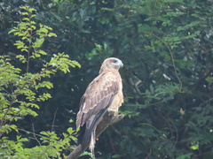 Milvus migrans lineatus