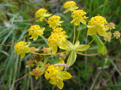 Bupleurum ranunculoides