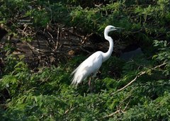 Ardea alba