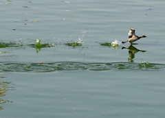 Tachybaptus ruficollis