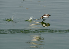 Tachybaptus ruficollis