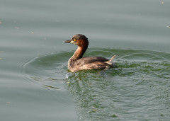 Tachybaptus ruficollis