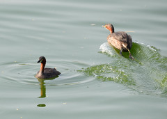Tachybaptus ruficollis