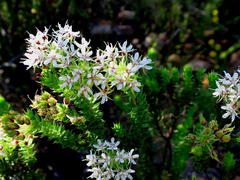 Agathosma mucronulata