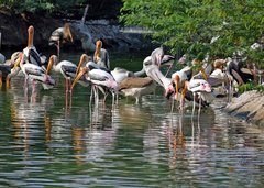 Mycteria leucocephala