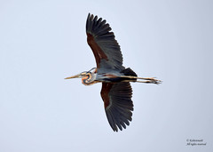 Ardea purpurea