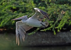 Pelecanus philippensis