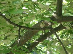 Parus major
