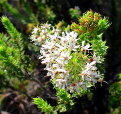 Agathosma mucronulata