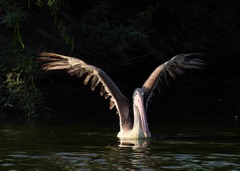 Pelecanus philippensis