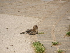 Passer domesticus