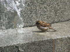Passer domesticus
