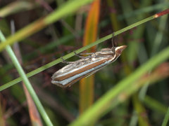 Corynophora lativittalis