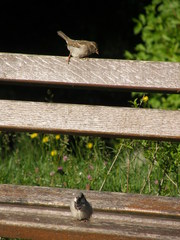 Passer domesticus