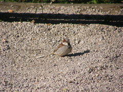 Passer domesticus