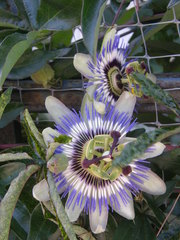 Passiflora