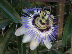 Passiflora