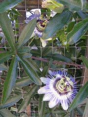 Passiflora