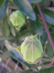 Passiflora