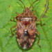 Edge-striped Shield Bug - Photo (c) Stuart Tingley, some rights reserved (CC BY-NC), uploaded by Stuart Tingley