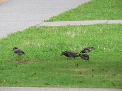 Spodiopsar cineraceus