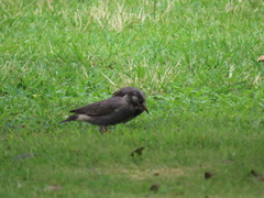 Spodiopsar cineraceus