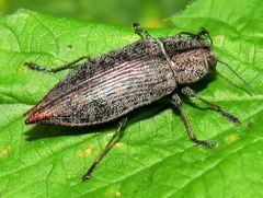 Poecilonota cyanipes